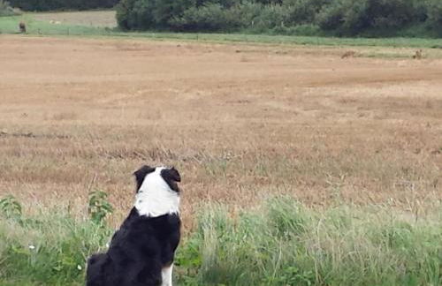 Apartment Schmetterling by Interhome - Foto 41