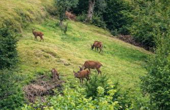 Chalet Como Lake - Dreamy Retreat, footpath only - Foto 24