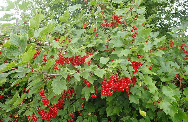 Tallitalo - Garage House - Foto 18