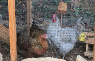 Raven Haven - Foto 35