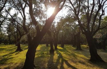 Antico Uliveto - Foto 42