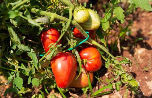 Stone Mill House - Foto 24