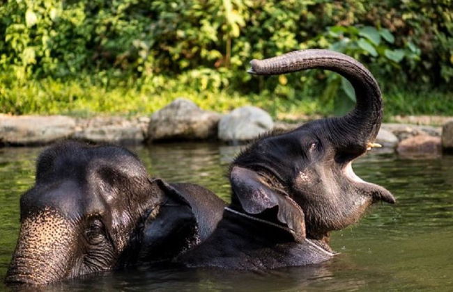 Half Day Elephant Bathing welfare center from Phuket - Foto 1