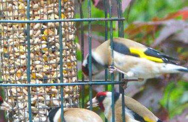 Blackberry Loft - a Hidden Gem - Foto 36