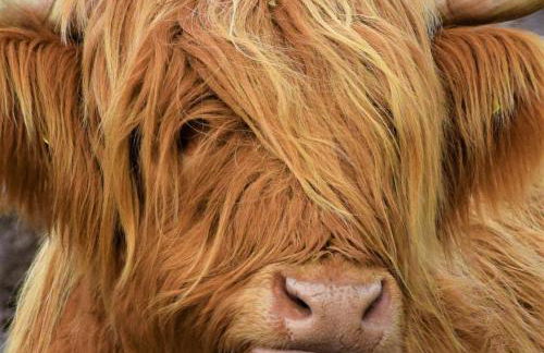 Duke Cottage - Foto 14