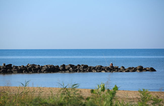 Calycanthus - Foto 41