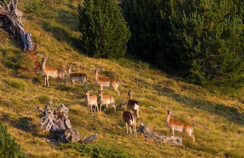 Abadía de Montenartró Apartamentos - Foto 63