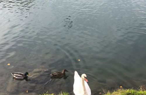 Oasis de verdure en centre-ville - jacuzzi privé - Foto 32