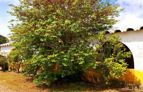 Casas Herdade do Convento da Serra - Foto 20