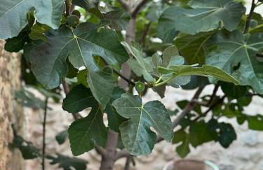 15 VENCEJOS - Foto 8