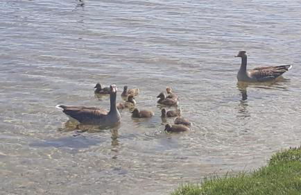 Ferienhaus am Schaalsee - Foto 12