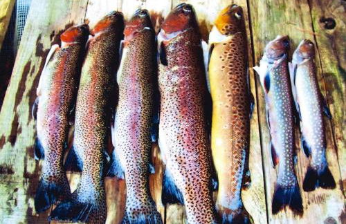 Apartment in Alsace With Nature Retreat - Foto 37