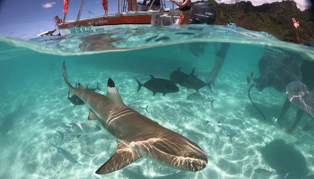 Disfrutando de la fauna marina de Moorea