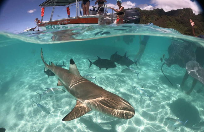 Paseo en barco con fondo de cristal - Foto 4