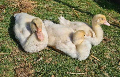 Urlaub auf dem Bauernhof mit Garten und Terrasse im Grünen - Foto 38