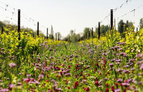 Musella Winery & Relais - Foto 94