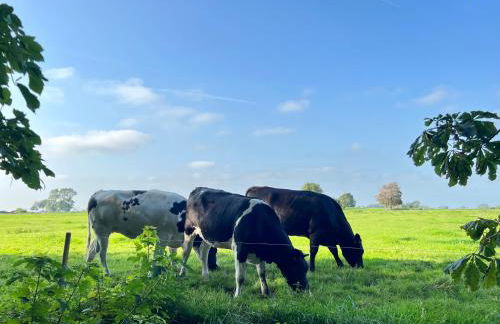 Ferienwohnung "Deichblick" Ruheoase für Naturliebhaber und Radfahrer in Katingsiel - Foto 12
