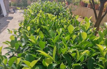 Fella Chalkida - Foto 39