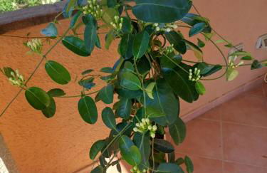 Venus Apartment Villasimius - Foto 16