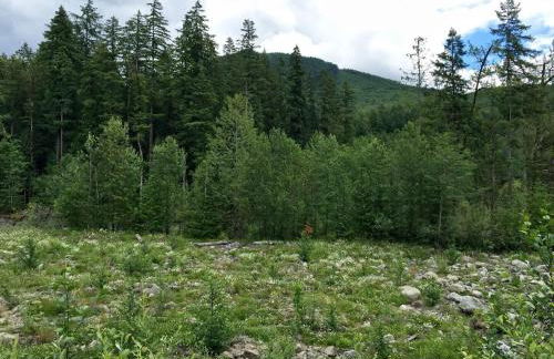 76GS - Genuine Log Cabin - WiFi - Pets Ok - Sleeps 4 home - Foto 64