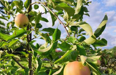 Cały dom na wyłączność - Ostoja Leśna Cisza - Foto 39