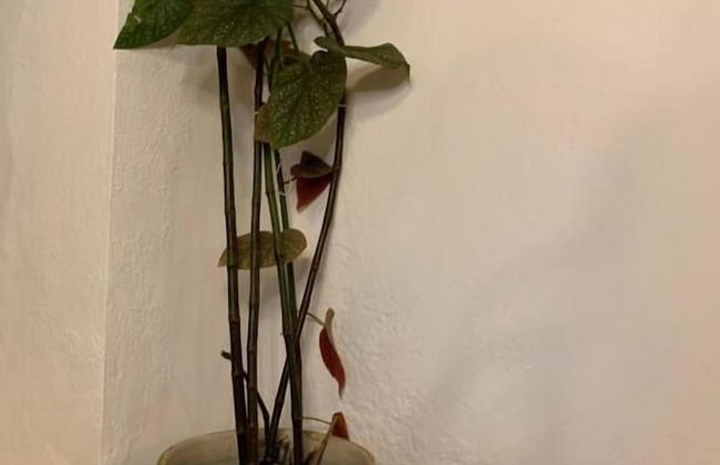 Casa Rural Sierra Tórtola 1 - Photo 34