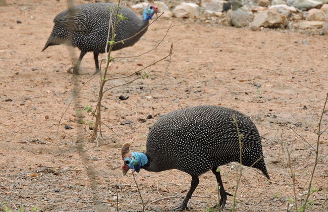 Umvangazi Rest - Enjoy a Relaxing, Rejuvenating and Peaceful Setting in the Bush - Foto 35