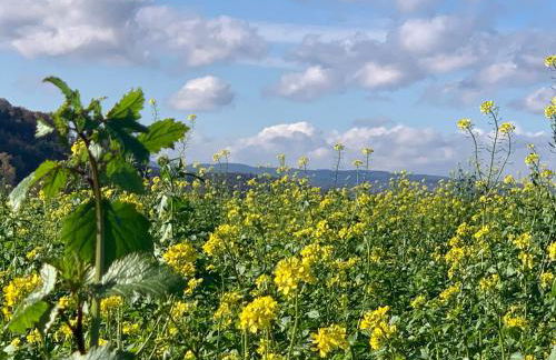 Ferienwohnung, 2 Zimmer, 4 bis 6 Personen, 67 qm, mit großem Balkon, entlang am Fluss, an der Aach, am Bodensee, nah am Naturschutzgebiet - Foto 38