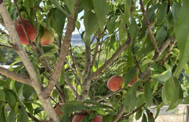 Refugio D Alecrim - Foto 52