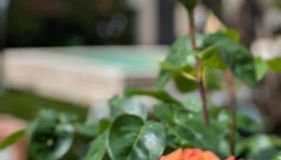 Chez Pascaline - Foto 5, Garden