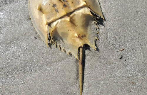 Cute 2 bedroom, 2 bath Condo at Folly Field Beach - Foto 10