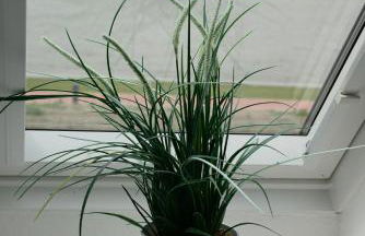 Jensen-Huus - Foto 17