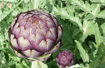 L'écurie Kerdoel - Foto 66