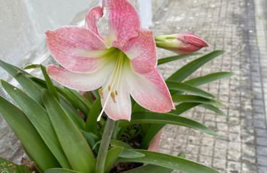 Midori-an 緑庵 - The Garden - Foto 67