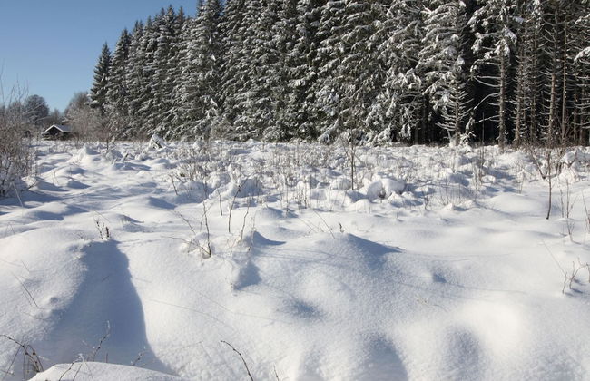 Cozy Forest Chalet Escape - Photo 27