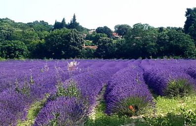 LA GARDE ADHEMAR, L'escalier Médiéval - Foto 64