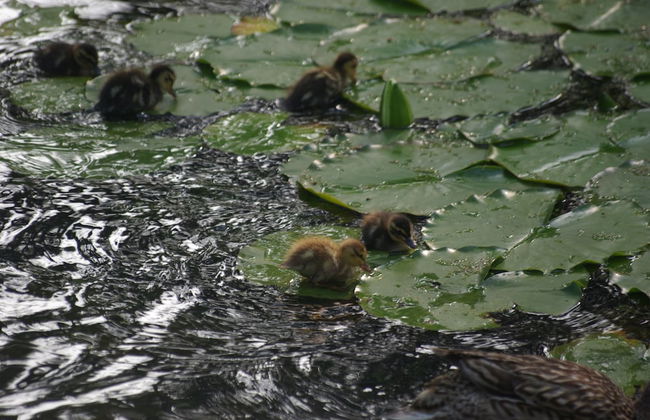Ferienwohnung Sternenhimmel - Foto 26