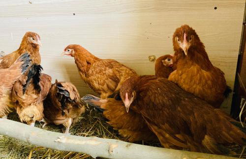 Agroturystyka u Strażaka - Foto 68