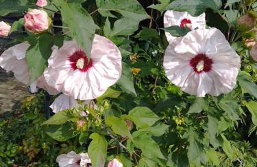 Das kleine Lavendelhaus - Foto 2