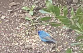 Catskills Aframe, Water View, Goat Sanctuary - Foto 61