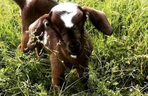 Beautiful Tree House for a Romantic Getaway on a Farm near Chattanooga Valley, Georgia - Foto 7