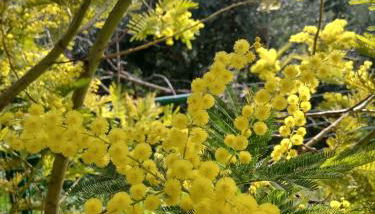 Garden Relax - Foto 3