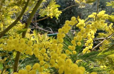 Garden Relax - Foto 3