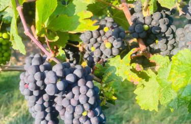 Da Toni FeWo Chiara - Foto 15