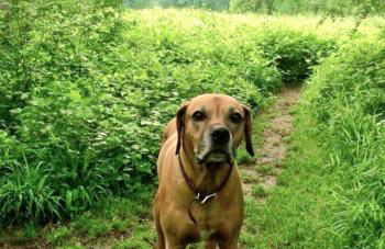 Ferienhaus und Landhaus Berger - Foto 25