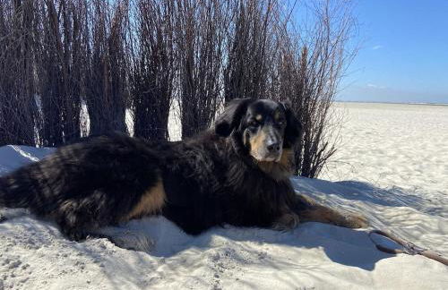 Ferien im Wangerland Ferienwohnung LEUCHTTURM Minsen Schillig Hund Pool Sauna - Photo 30