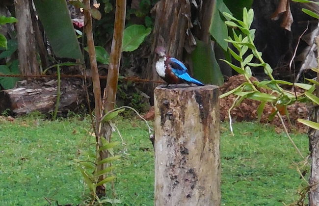 Coconut Treehouse - Foto 25