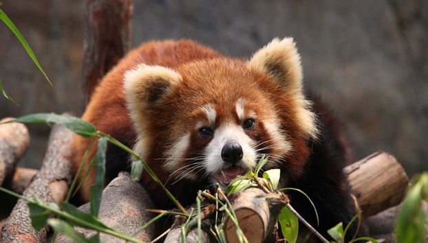 Hong Kong Ocean Park -Ticket - Photo 4