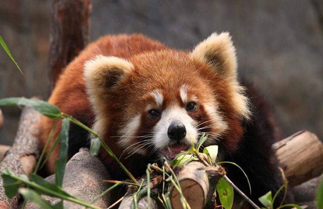 Hong Kong Ocean Park -Ticket - Photo 4