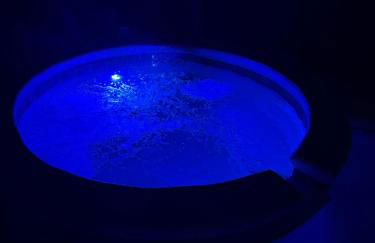 The Citrus Splash Disney, Pool, Spa & Game Room - Foto 66